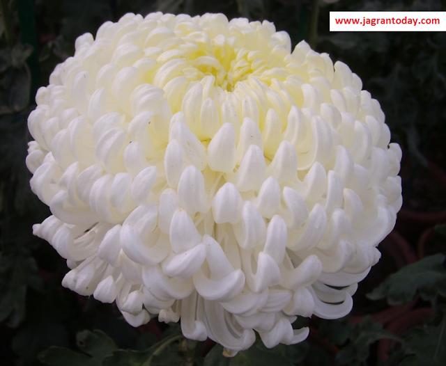 Pleasing Chrysanthemum Flower makes Environment and Life Beautiful