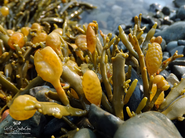 Seaweed