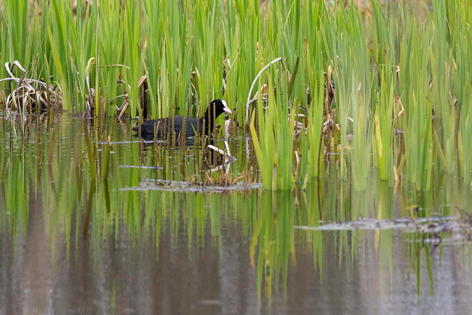 Lauk, Fulica atra, Common Coot, Black, Eurasian