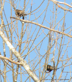 European Starling