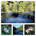 Dawson Forest WMA Amicalola Creek 4-28-18