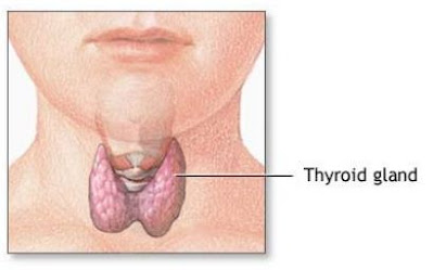 LOCATION OF THYROID GLAND