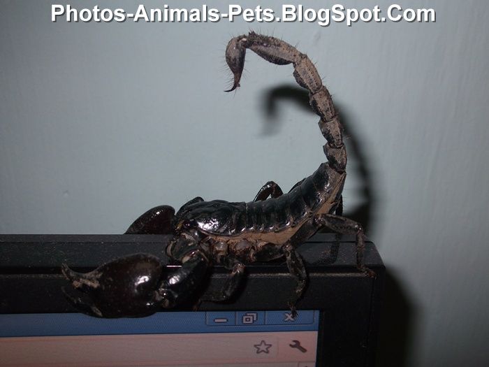 Scorpion pictures