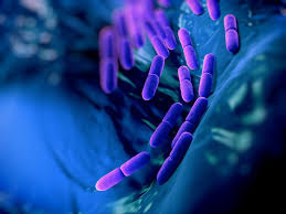Gut Bacterial