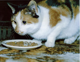 Kayley the cat
