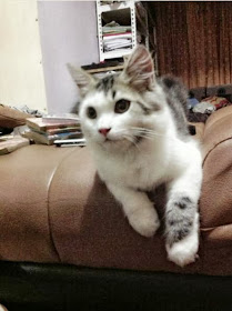 foto seekor kucing Persia bernama Eric 06