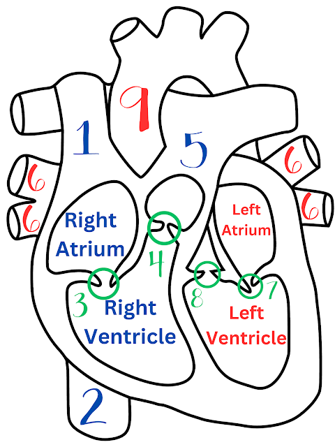 Image of the heart with the heart anatomy labeled