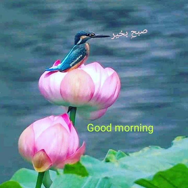 Good Morning Shayari गुड मॉर्निंग दोस्ती शायरी गुड मॉर्निंग अच्छी शायरी