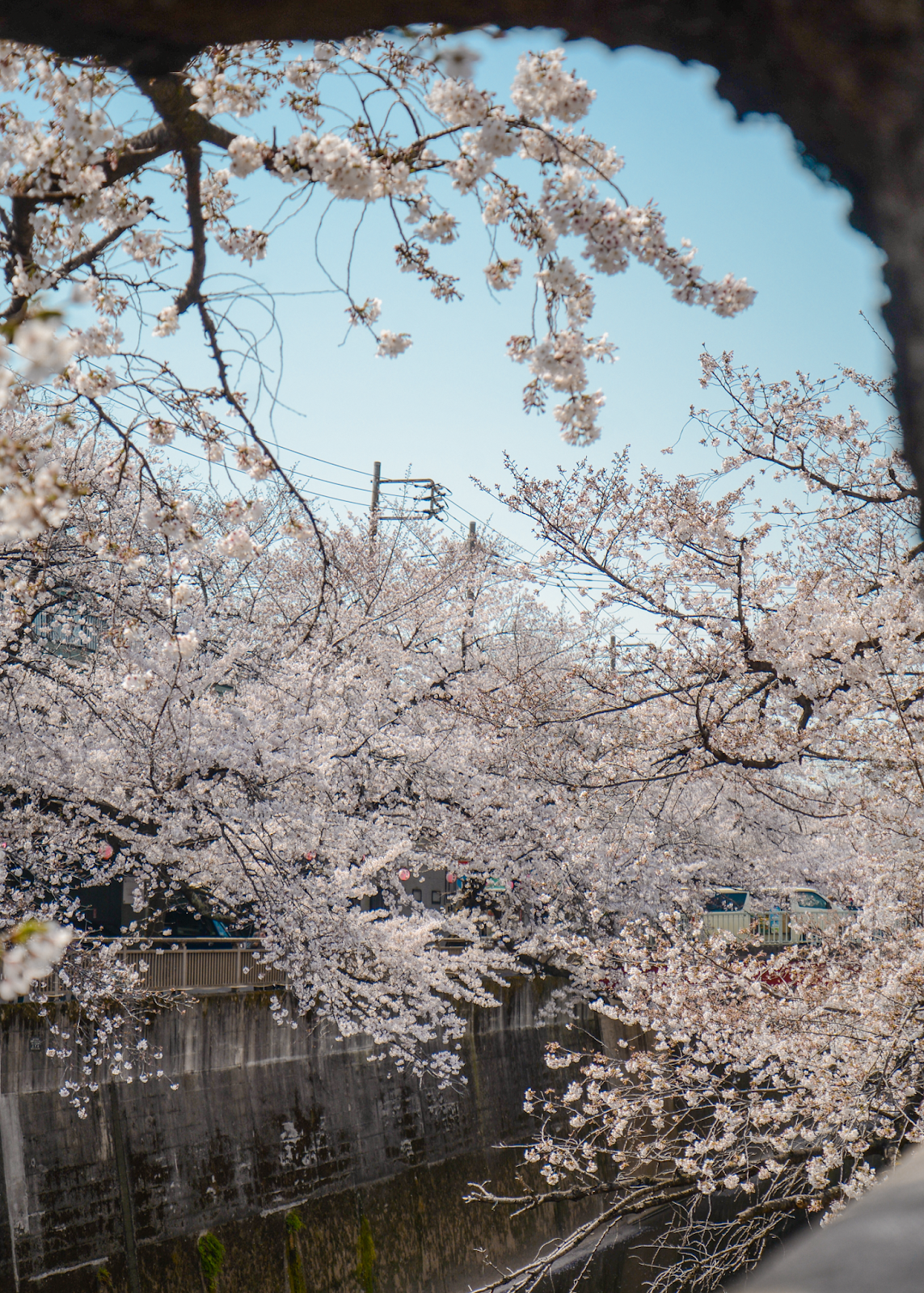 Local cherry blossom spot in Tokyo, quiet spots to view cherry blossom, Tokyo's Not So Secret Cherry Blossoms Spots That You Might Not Know Of - Style and Travel Blogger Van Le (FOREVERVANNY.com)