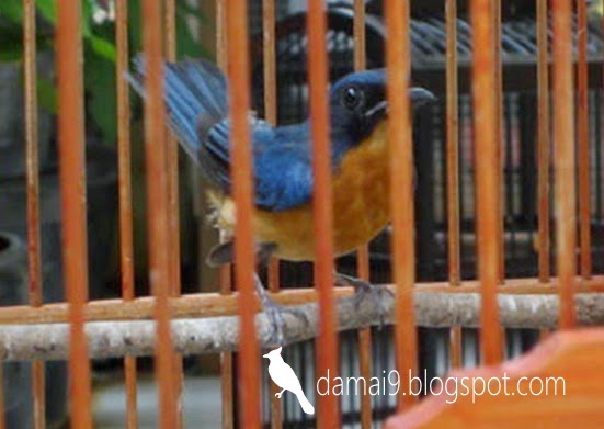 CARA MERAWAT BURUNG TLEDEKAN GUNUNG YANG BARU BELI DARI 