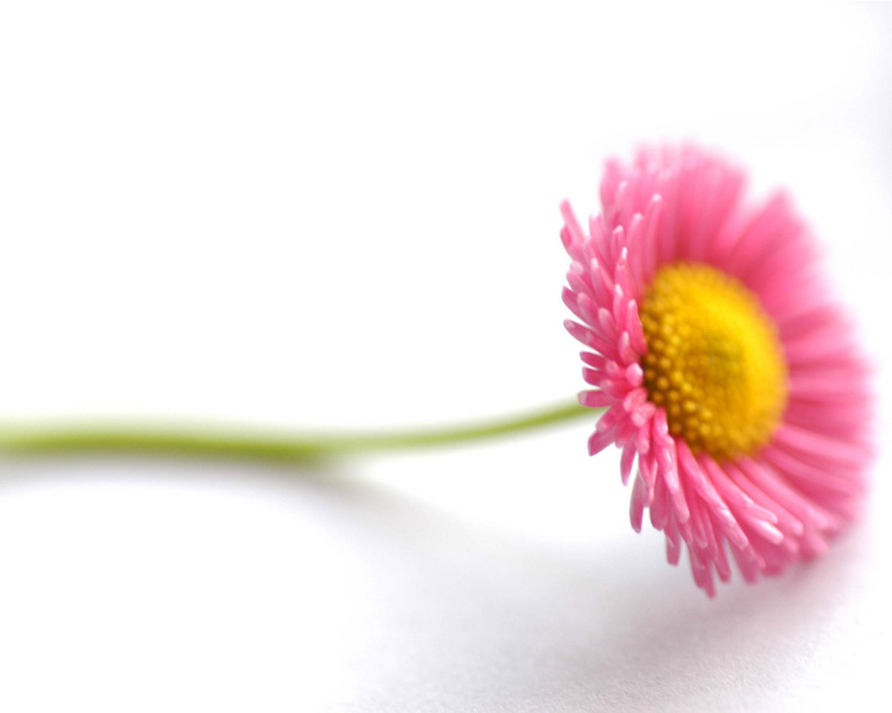 flowers for flower lovers.: Beautiful Flowers desktop 