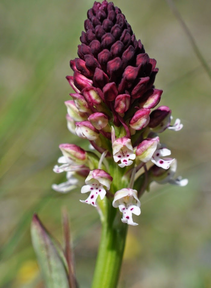 Orchis brulé