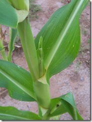 corn Monday 8.24.09 005