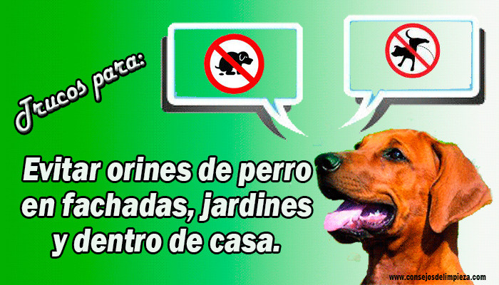 que los perros no se orinen en la fachada