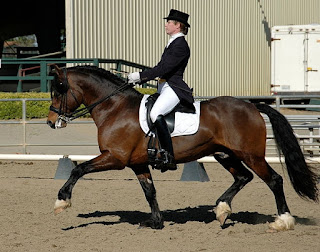 Horse Riding Could Be Linked To Deadly Infection, Casualty Reported,Infection, disease, Equestrian