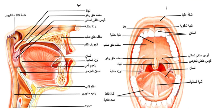 الشكل 19-3: أ) الفم مفتوحا ليبين التراكيب المساعدة في تناول وهضم الطعام، ب) مقطع سهمي في الرأس مبينا اللسان والأسنان وتجويف الفم والبلعوم وجزء من المريء.