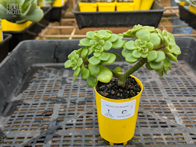 Aeonium lindleyi var. viscatum 'Irish Bouquet'