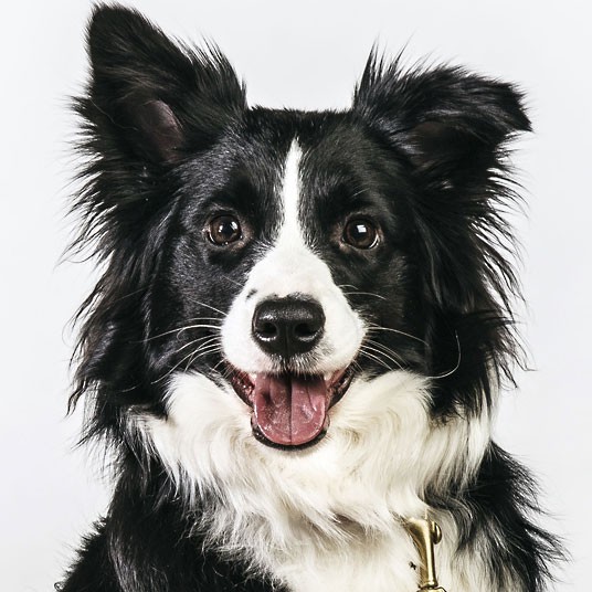 Cute canine portraits by Barbara O'Brien, Dog Face