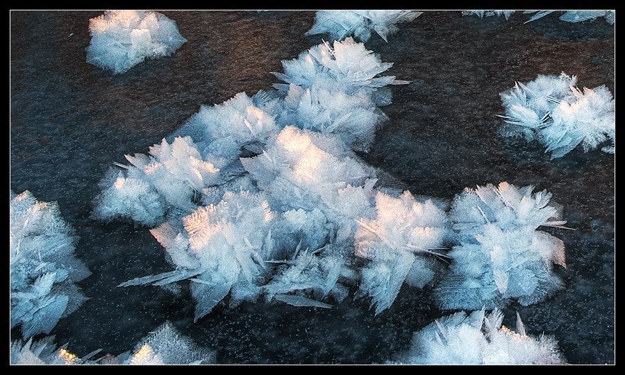 Ice Flowers