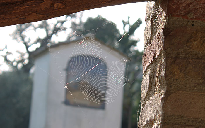 ragnatela panicale buongiorno