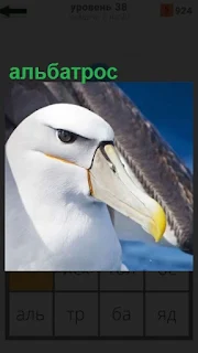 1100 слов птица альбатрос с крепким клювом 38 уровень