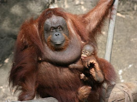 Orangutan