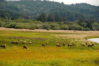 Herd of Roosevelt Elk Redwood National and State Park California