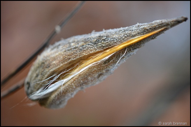 DSC_0799 (6)