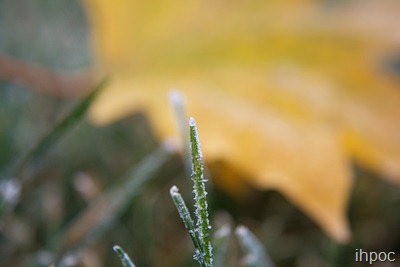 IMG_8765 copy