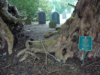 Split trunk of Llangernyw Yew photo by Emgaol