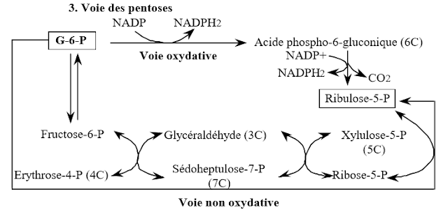 Voie des pentoses