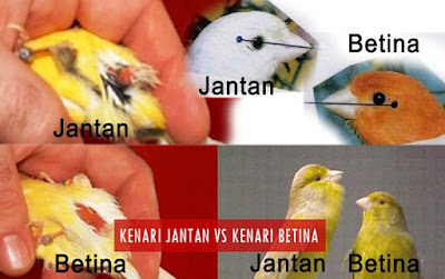 Tips memilih kenari yang bagus di ombyokan