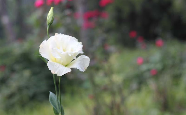 Lisianthus Flowers Pictures