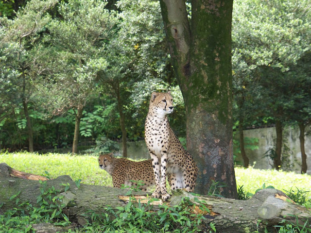 多摩動物公園 チーター