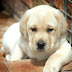 Labrador puppies