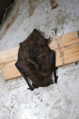 Gewone Dwergvleermuis - Lytse Flearmûs - Pipistrellus pipistrellus