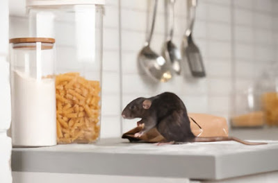 Successful Procedures for Rat Disposal