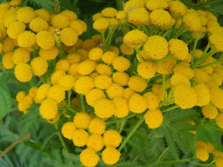 flores del Tanacetum vulgare