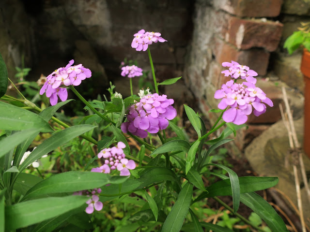 Self-seeded purple candytuft. 25th June 2022.