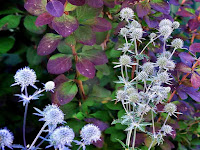 СИНЕГОЛОВНИК Eryngium БАРБАРИС Berberis garden сад tree дерево plant цветок flower растение grow выращивание vegetable огород многолетние fruit seeds grass семена berry growing landscaping трава planting gardening perennial посадка cultivation shrub фрукт ягода куст озеленение многолетник овощеводство cадоводство