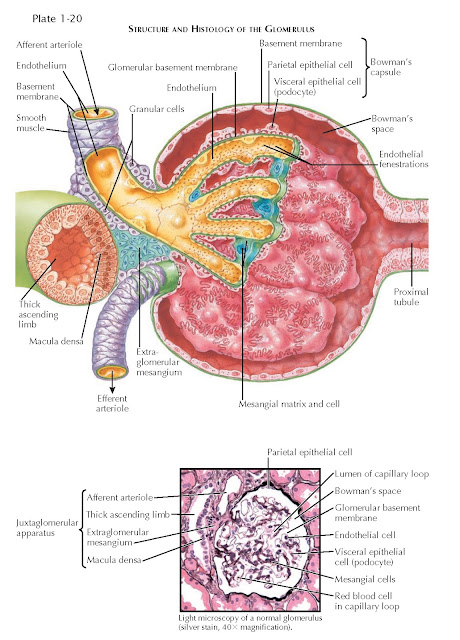 STRUCTURE AND HISTOLOGY OF THE GLOMERULUS