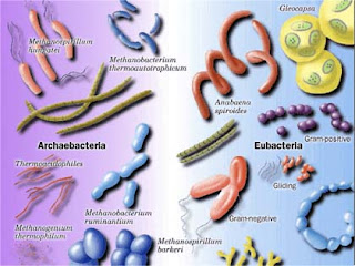 Archaebacteria eubacteria