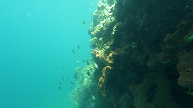 Ikan-ikan penghuni karang di Laut Menjangan