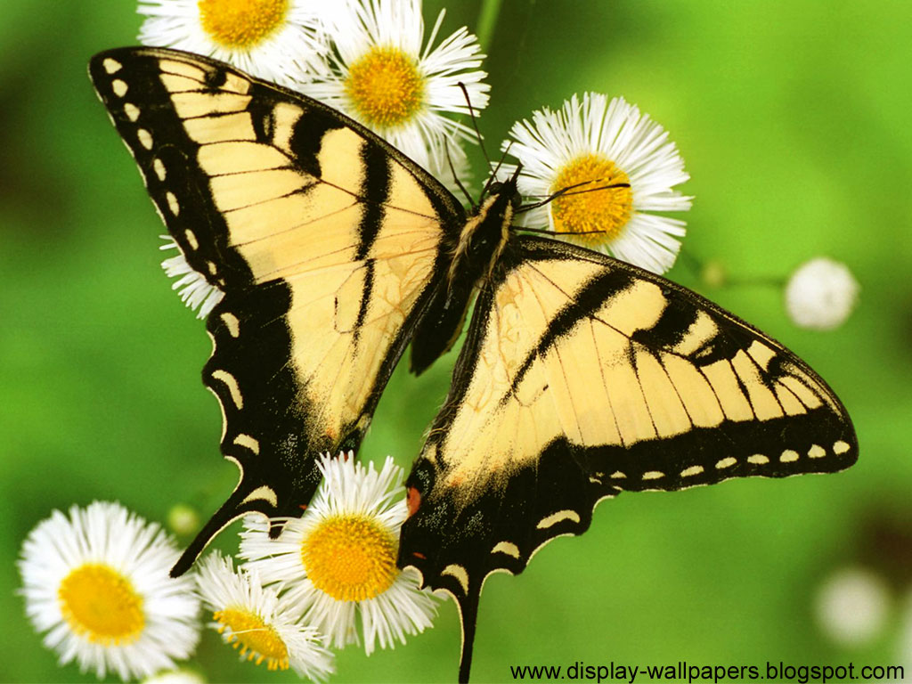  butterfly wallpaper sharing these butterfly wallpaper hd to their