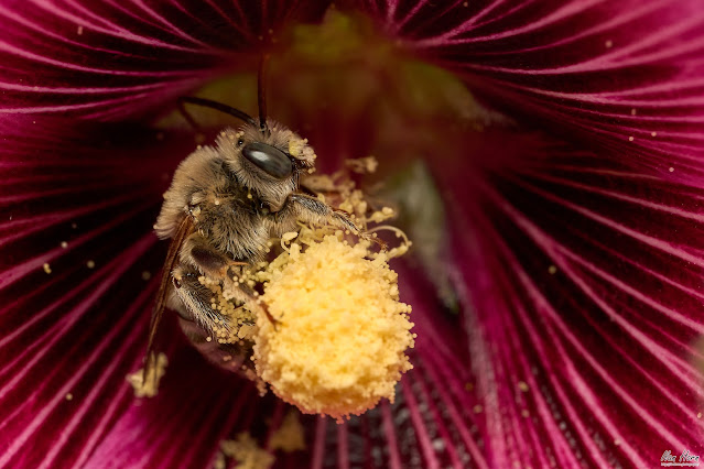 Pollination in Progress