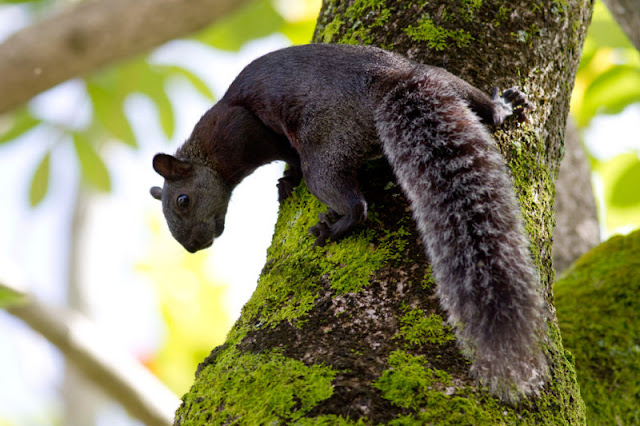 Sciurus،Tree squirrels,سنجابيات,سنجب,سمۆرە،کشتوکاڵ،دەوەن،دەوەن سەردار.ناجح گوڵپی