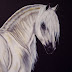 White Andalusian - Amberson