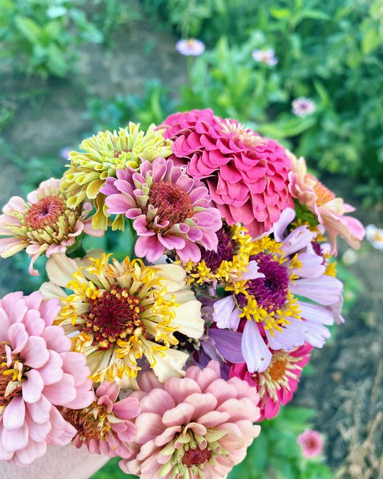 Zinnias