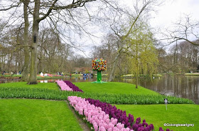 Hyacinths,  Keukenhof Gardens, The Netherlands