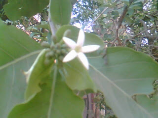 MORINDA CITRIFOLIA 